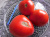 Рассада Томат Безразмерный № 176 сорт с самыми крупными плодами средний, индетерминантный, красный, р7