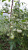 Рассада Томат Супер-Томат Сараева № 163 сорт морозустойчивый средний, детерминантный, красный, р7
