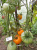 Рассада Томат Ананас Давида № 175 сорт с самыми крупными плодами средний, индетерминантный, желтый, р7