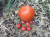 Рассада Томат Шунтукский великан № 178 сорт с самыми крупными плодами средний, индетерминантный, красный, р7